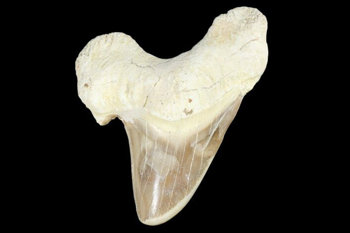 Fossil Shark Tooth (Otodus) - Morocco #103240